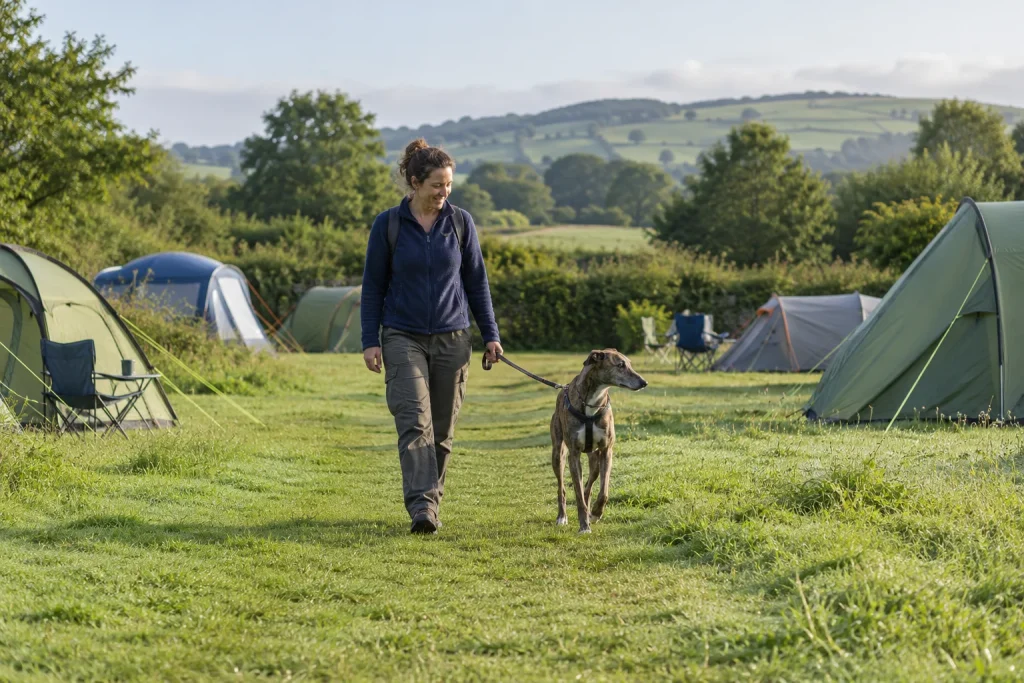 Owner walking a lurcher on a lead between spaced camping tents — illustrative image